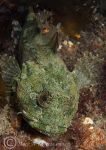 long-spined scorpionfish