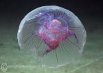 Moon jelly