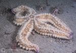 Spiny starfish - yellow