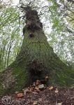 tree trunk 4