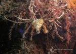 Long-legged/sponge spider crab