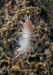 Coryphella lineata.