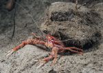 Long-clawed squat lobster 1