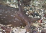 Sea hare