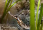 Greater pipefish