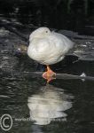 White Duck