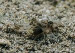 Juvenile tub gurnard