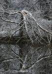 Snowy Branches