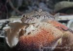 Goby on crab shell