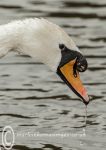 Mute swan