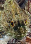 Scorpionfish - green