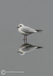 Black-headed gull