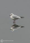 Black-headed gull