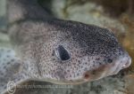 Lesser-spotted catshark