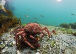 Spider crab