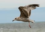 Herring Gull - juvenile