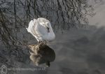 Mute swan - winter light