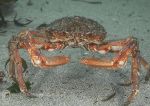 Spiny spider crab - Aughrus 1
