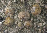 Limpets & barnacles