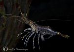 common prawn