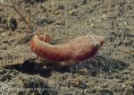 Connemara clingfish