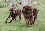 Finbar & Roonagh & a ball 5