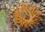 Beadlet anemone - orange