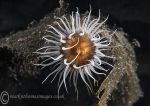 Sagartia anemone