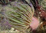 snakelocks anemone