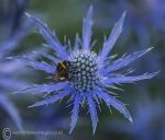 Bee on blue 2