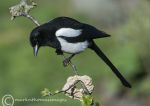 Magpie