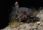 Black goby