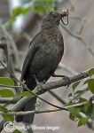 blackbird with worms