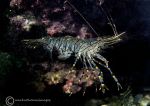 Common prawn
