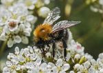 Tree bumblebee