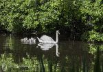 Mute swans 2014