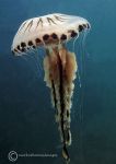 Compass jellyfish