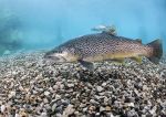Brown trout - Capernwray