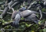 Pigeon - fledgling & adult