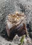 Razor Clam