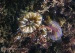 Cup Coral & Cowrie