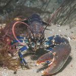 One clawed lobster