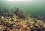 Farne Reef - DMFs