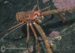 Spiny squat lobster