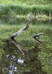 Fallen tree reflections 3