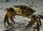 Shore Crab
