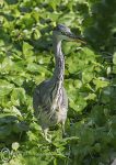 Grey Heron - weed