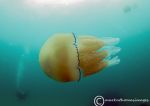 Barrel jellyfish