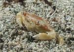 Juvenile edible crab