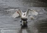 Swans on the Weaver